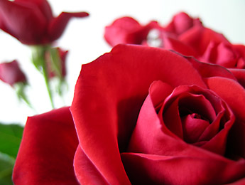 send your Auckland Valentine a red rose bouquet for Valentines Day and free flower delivery