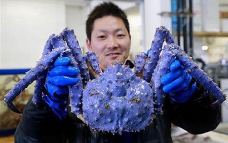 日本美国等地发现蓝色螃蟹
