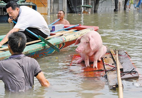 猪是财富,在过腰深的水里,猪可以享受坐船的待遇 羊城晚报记者黄