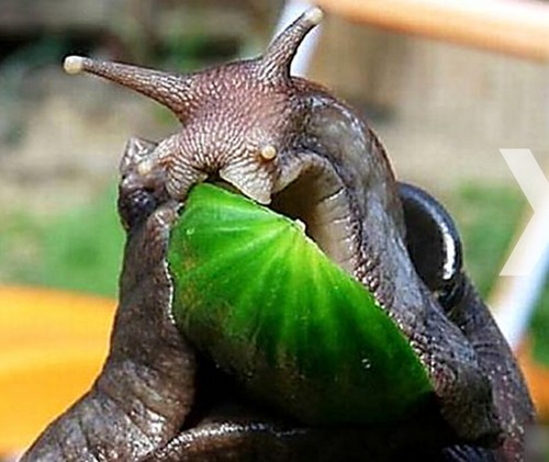 巴西大蜗牛图片