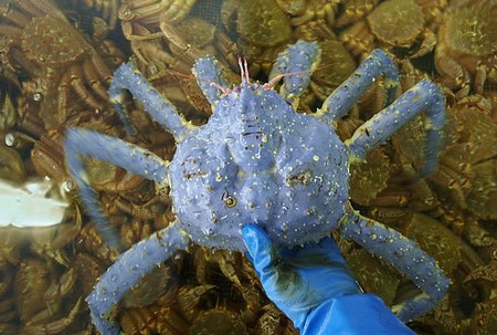 日本美国等地发现蓝色螃蟹